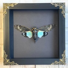 Turquoise Wing Cicada (Tosena splendida) Baroque Box Frame Display Case Insect