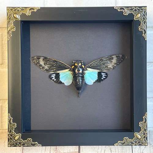 Turquoise wing cicada tosena - wing,