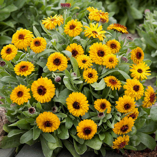 Calendula bulls eye c - bulls, (c