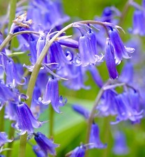 60x Bluebells Scented Hardy