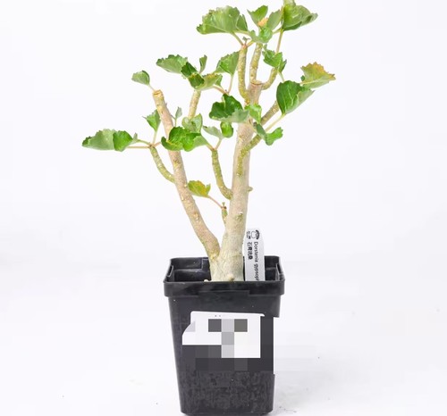 Pot 5cm dorstenia gypsophila - pot,
