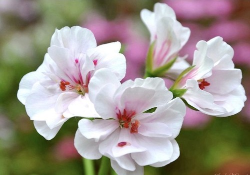 Geranium trailing ivy leaf - 2,