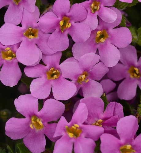 Bacopa trailing colossal pink - bacopa,