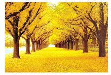 1000-Piece Gold Autumn Jigsaw