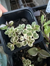 Sedum atlantis plug plant
