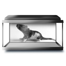 Fish tank background 90x45cm - tank,