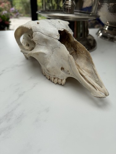 Old animal skull - animal,