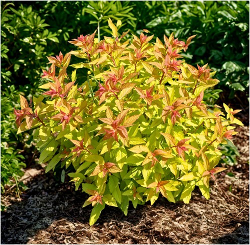 Japanese spiraea japonica - japanese,