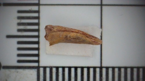 Dinosaur deltadromeus raptor - dinosaur,