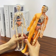 3D Human Body Torso Model For Kid Anatomy Model Skeleton Model Construction DIY