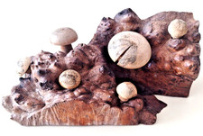 VINTAGE UNUSUAL / STRANGE  WOODEN LOG / MUSHROOMS RUSTIC ART SCULPTURE