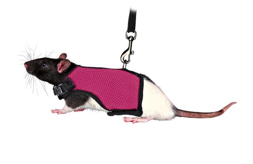 Rat harness small guinea pig - harness,
