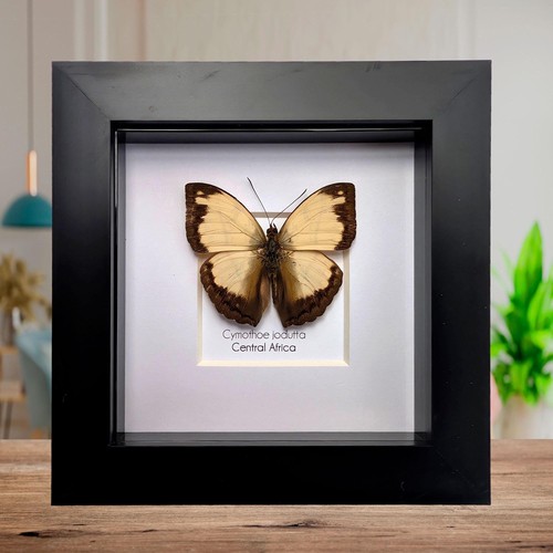 Framed cymothoe jodutta - cymothoe,