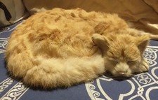 Original Nauticalia Freddie