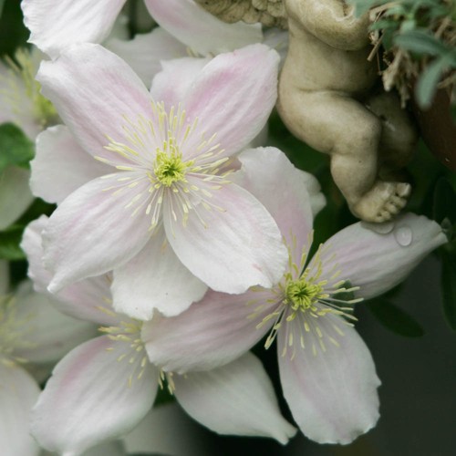 Set clematis montana - clematis,