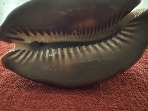 Beautiful cowrie shell - cowrie,