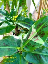 Banana Plant Musa Dwarf Cavendish 10.5cm pot 22cm+ height Tropical Houseplant