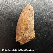 Genuine raptor dinosaur tooth