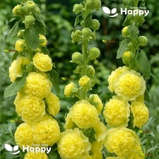 HOLLYHOCK - CHATERS DOUBLE YELLOW - 40 SEEDS - Althaea rosea - BIENNIAL FLOWER