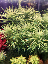 2x stems Pogostemon Heidelberg, rare adult species,no algae no snails.