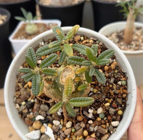 4cm rare live house - rare,
