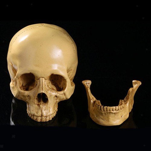 Human skull replica - human, resin