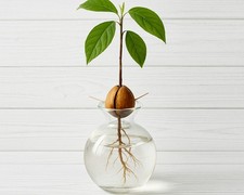 Avocado Acorn Vase Seed Holder