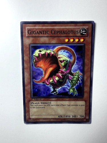 Gigantic cephalotus 1st - gigantic,