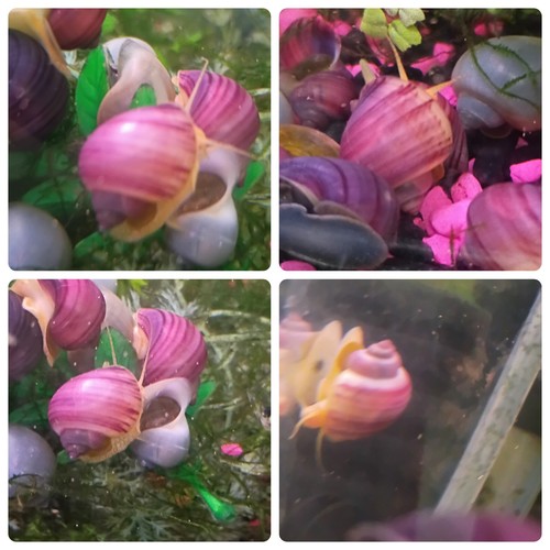 Magenta mystery snails - 5,