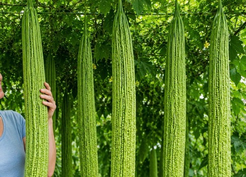 Bangladesh extra long bitter - bangladesh,