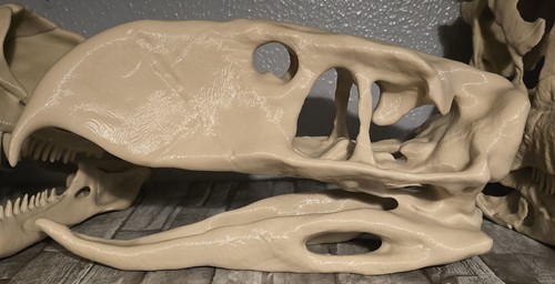 Terror bird replica skull - skull,