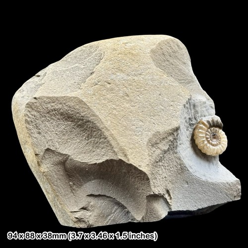 Promicroceras calcite ammonite - promicroceras,