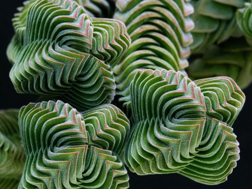 Buddha temple crassula - buddha’s,