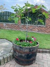 Large oak half - large,