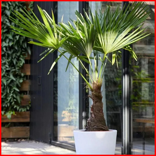 Trachycarpus fortunei large - trachycarpus,