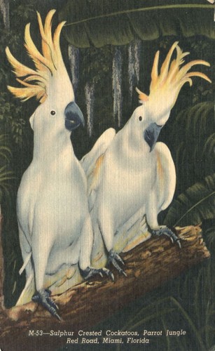 Sulphur crested cockatoos - crested,
