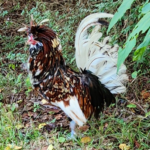 Tolbunt polish hatching - +,