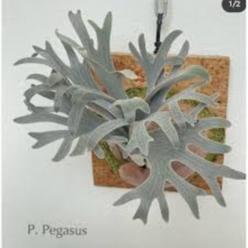 Platycerium pegasus - platycerium,