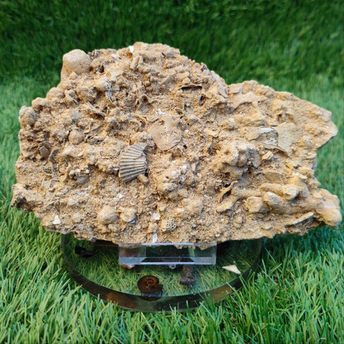 Large jurassic coral - coral, and