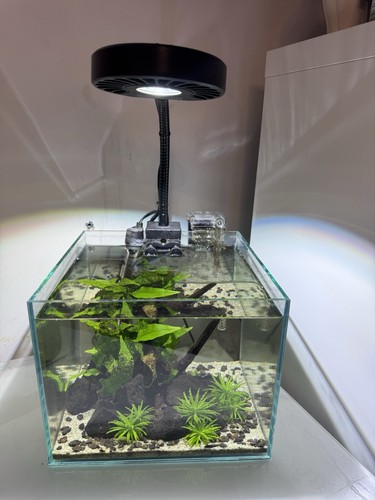 Cycled fish tank - cycled,