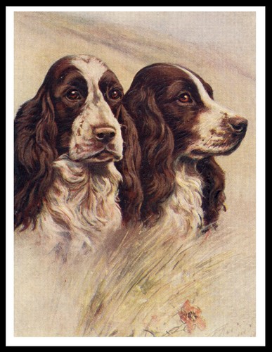 English springer spaniel - english,
