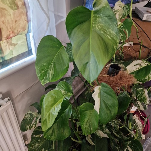 Monstera albo speckled - monstera,