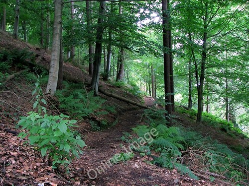 Photo 6x4 woodland minnowburn - woodland,,