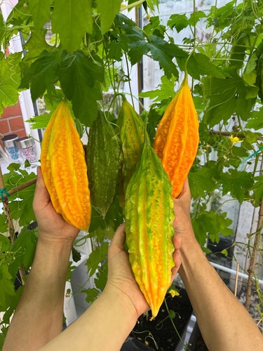 Vegetable seed bitter melon - seed,