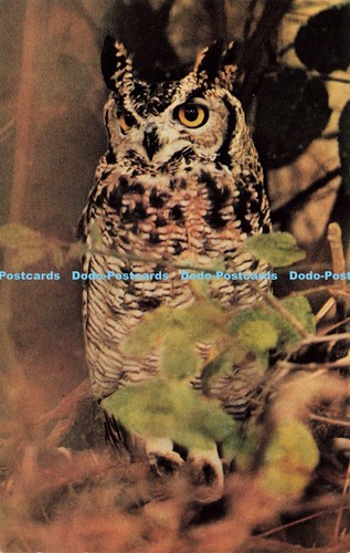 R575521 eagle owl cricket - eagle,