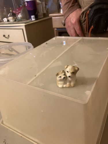 Small szeiler puppies - small,