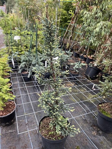 Coast redwood lightning - redwood, |