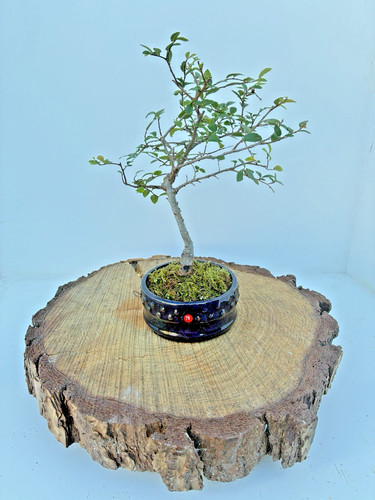Chinese elm ulmus parvifolia - elm,