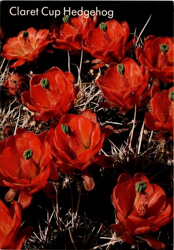 Claret cup hedgehog - claret,