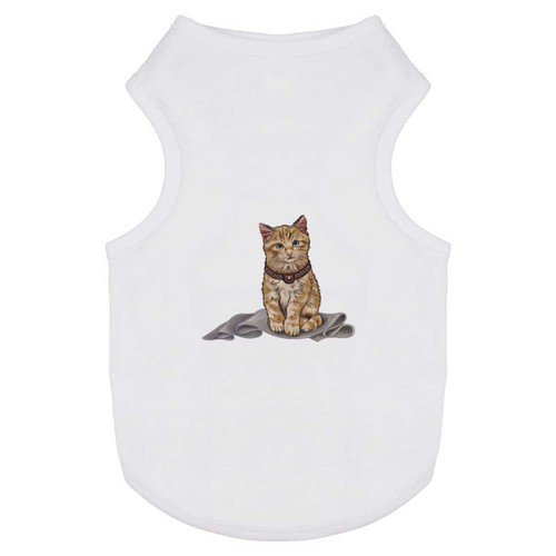 Ginger kitten pet dog cat - 'ginger,